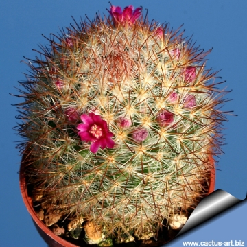 9807 cactus-art Cactus Art
