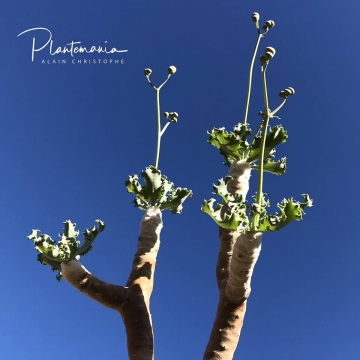 30786 plantemania © Plantemania