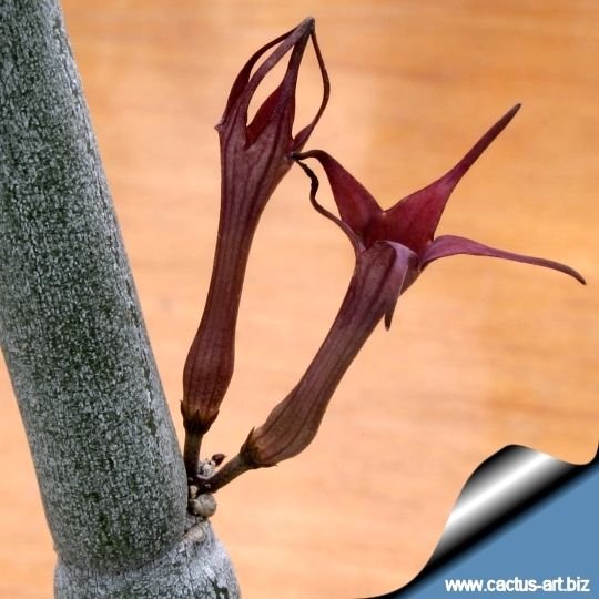 Flower tubular, reddish brown, with five narrow lobes united at the tip.