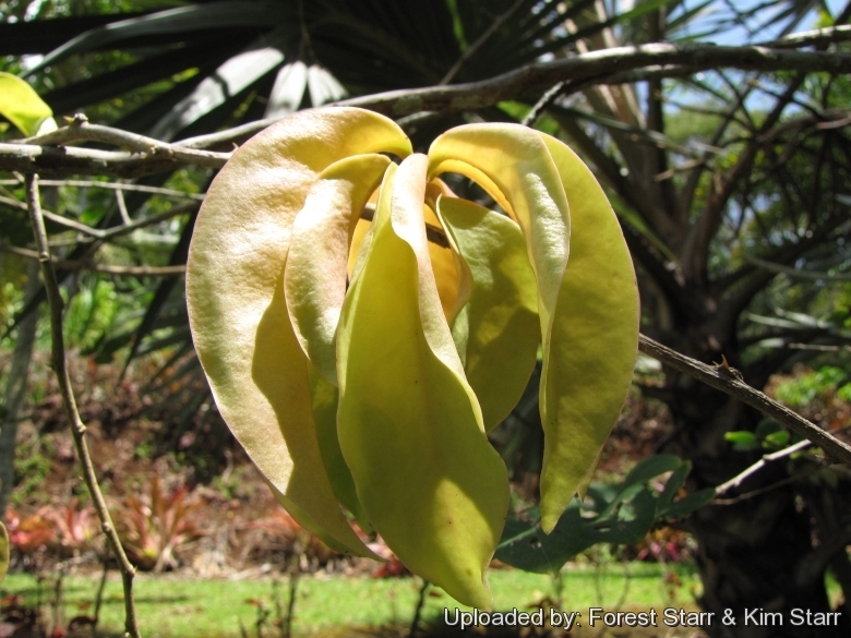 Leaves at Iao Tropical Gardens of Maui, Maui, Hawaii (USA). May 22, 2012.