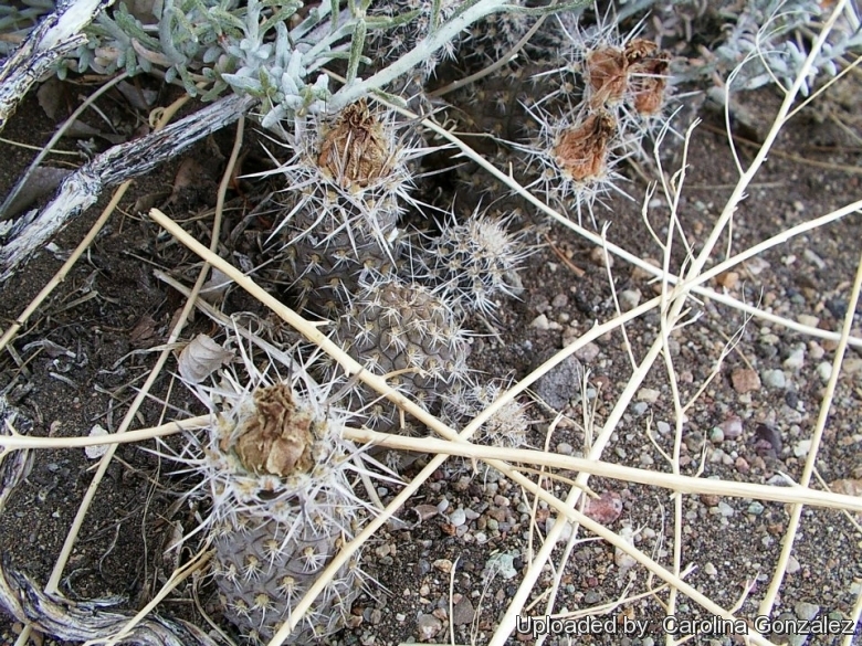 In habitat.