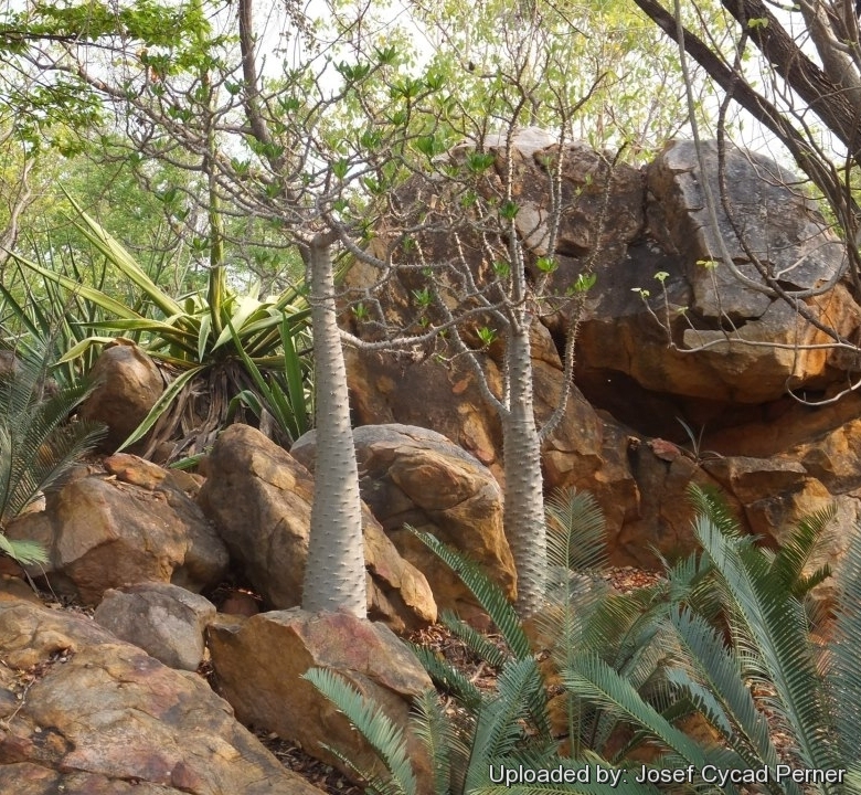 Pachypodium ambongense and Encephalartos cerinus at Jurassic Cycad Gardens in Katherine in the Northern Territory of Australia.