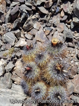 Copiapoa desertorum var. rupestris