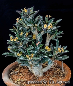 Euphorbia decaryi var. cap-saintemariensis