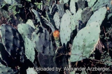 Opuntia elata