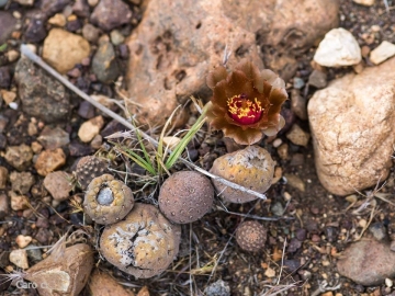 Pterocactus neuquensis