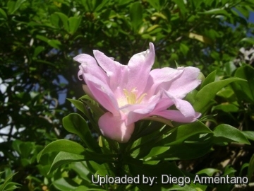 Pereskia quisqueyana