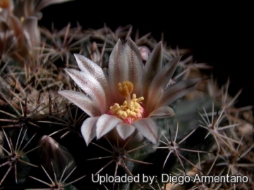 Mammillaria heyderi subs. hemisphaerica