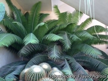 Dioon spinulosum