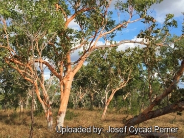 Eucalyptus tintinnans