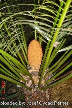 Cycas rumphii