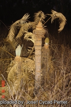 Cycas canalis subs. carinata