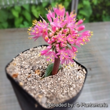 Haemanthus humilis