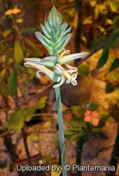 Aloe florenceae