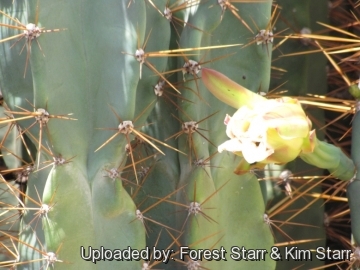 Cereus hildmannianus subs. uruguayanus