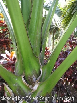 Corypha umbraculifera