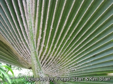 Pritchardia glabrata