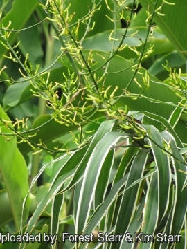 Dracaena angustifolia cv. Honoriae