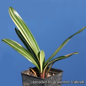 Clivia miniata f. variegata cv. Chinese Five Color Orchid