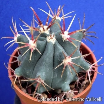 Ferocactus recurvus