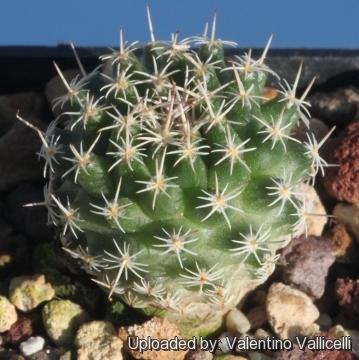 Turbinicarpus nieblae