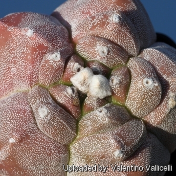 Astrophytum myriostigma cv. Kikko