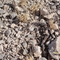 The plants are very well camouflaged in their habitat, and quite difficult to spot, even when flowering.