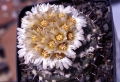 This species flowers in autumn/winter