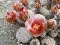 In habitat. (Neuquén province, Argentina)