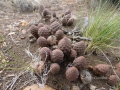 In habitat. (Neuquén province, Argentina)