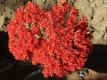 It produces spectacular clusters of bright orange-red flowers arranged in dense cymes.