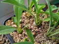 Euphorbia bupleurifolia. Seedlings.