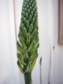 Flower buds at Honokanaia, Kahoolawe, Hawaii (USA). December 18, 2012.