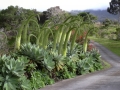 Flowering habit at Kula, Maui, Hawaii, USA. November 14, 2003.