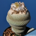 Epithelantha bokei MK 29 . 105