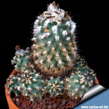 9645 cactus-art Cactus Art