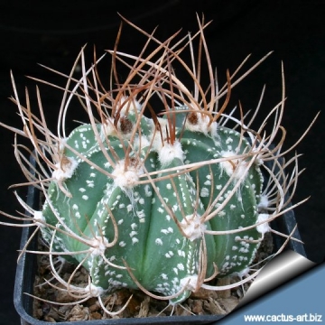 9880 cactus-art Cactus Art