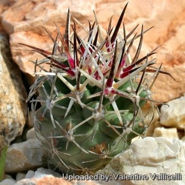 4618 valentino Valentino Vallicelli