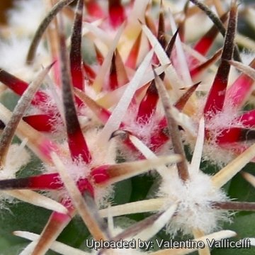 4619 valentino Valentino Vallicelli