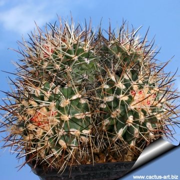 4622 cactus-art Cactus Art