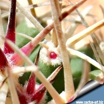 4624 cactus-art Cactus Art