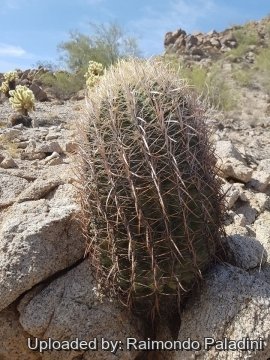 29959 RapCactus Raimondo Paladini