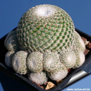 11932 cactus-art Cactus Art