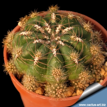 11544 cactus-art Cactus Art