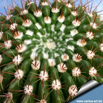 11695 cactus-art Cactus Art