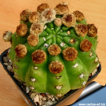 11715 cactus-art Cactus Art