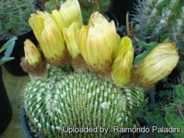 27058 RapCactus Raimondo Paladini