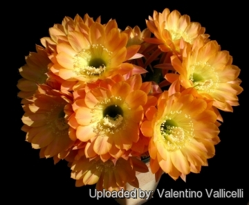 13862 valentino Valentino Vallicelli