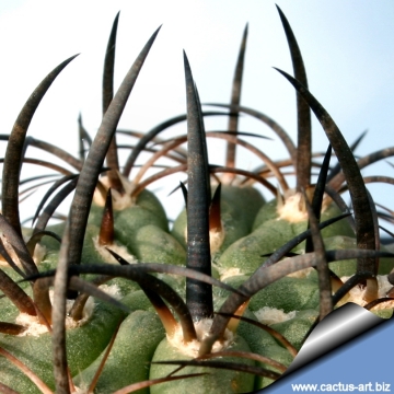 4561 cactus-art Cactus Art