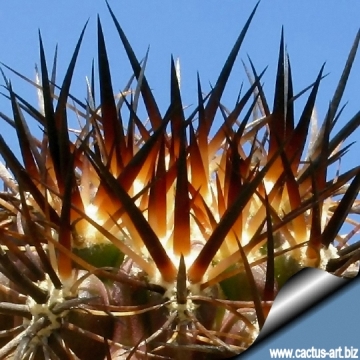5228 cactus-art Cactus Art